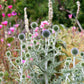 Echinops Ritro Ruthenicus Grow Organic