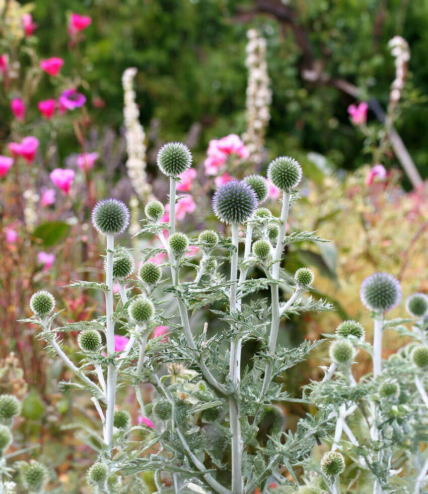 Echinops Ritro Ruthenicus Grow Organic