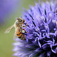 Echinops Ritro Ruthenicus Grow Organic
