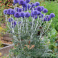 Echinops Ritro Ruthenicus Grow Organic