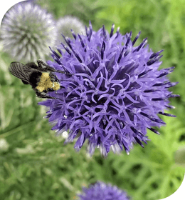 Echinops Ritro Ruthenicus Grow Organic