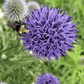 Echinops Ritro Ruthenicus Grow Organic