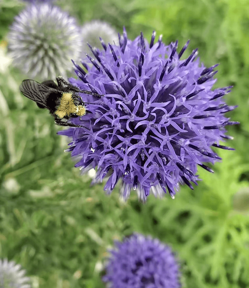 Echinops Ritro Ruthenicus Grow Organic