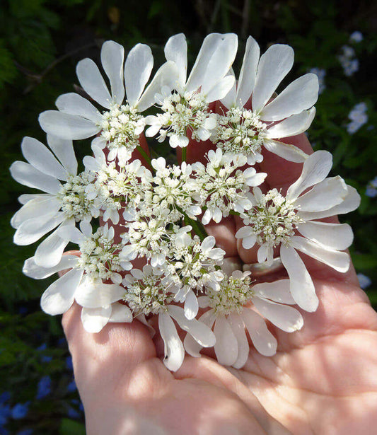 Orlaya Grandiflora Grow Organic