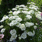Orlaya Grandiflora Grow Organic