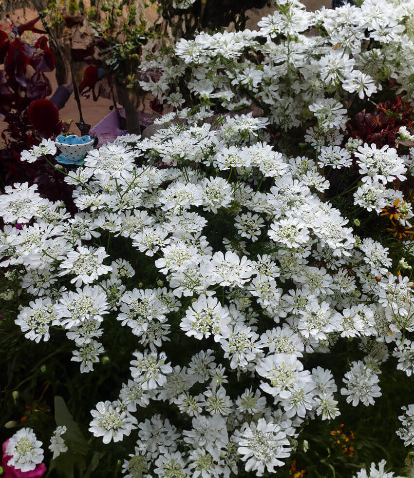 Orlaya Grandiflora Grow Organic