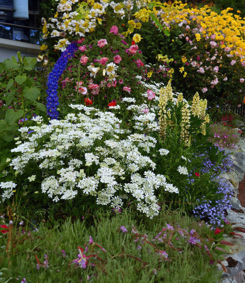 Orlaya Grandiflora Grow Organic