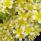 Limnanthes Douglasii Grow Organic