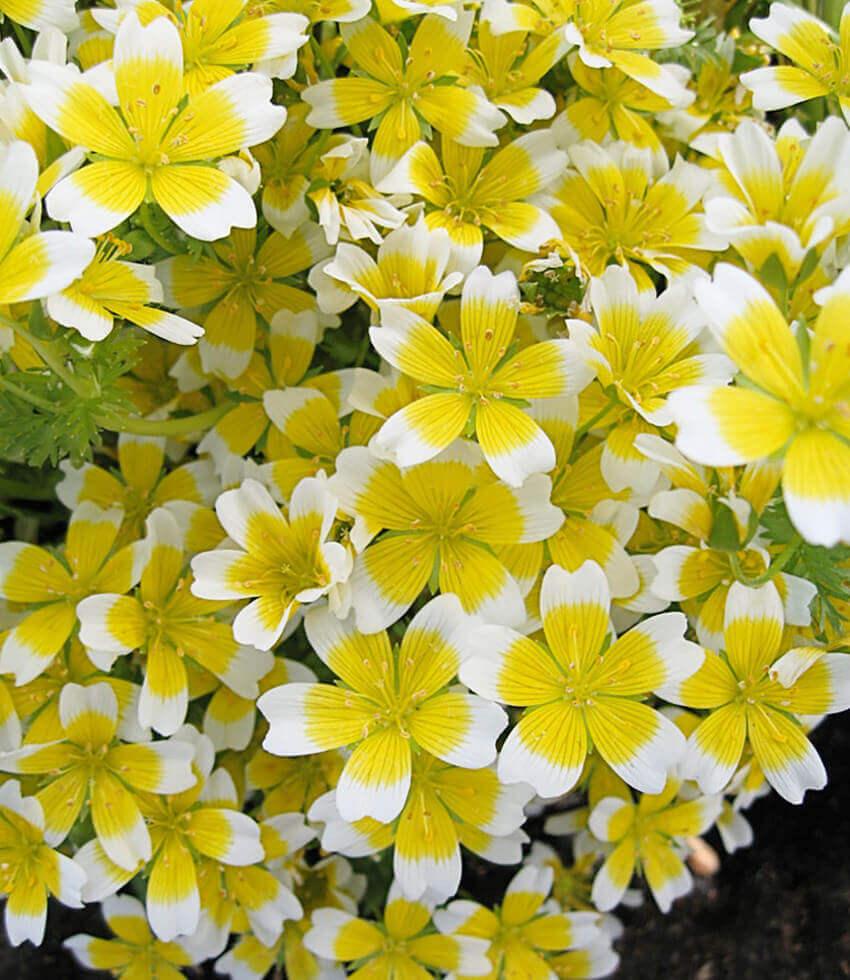 Limnanthes Douglasii Grow Organic