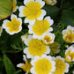 Limnanthes Douglasii Grow Organic