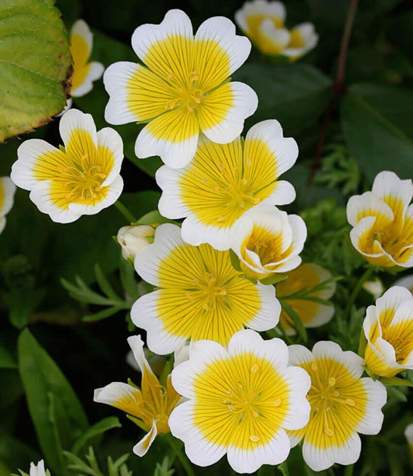 Limnanthes Douglasii Grow Organic
