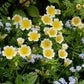 Limnanthes Douglasii Grow Organic