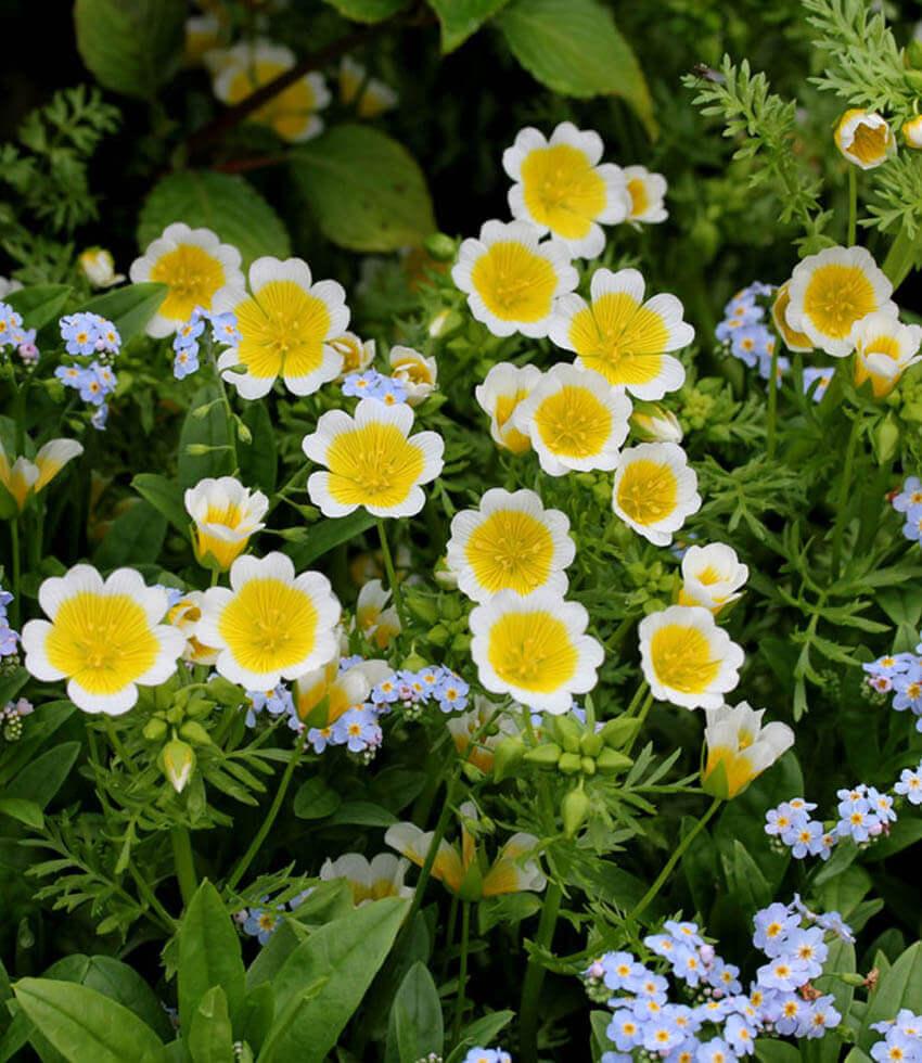 Limnanthes Douglasii Grow Organic
