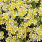 Limnanthes Douglasii Grow Organic