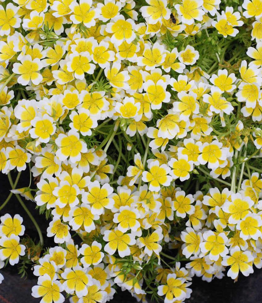Limnanthes Douglasii Grow Organic