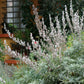 Salvia Apiana Grow Organic