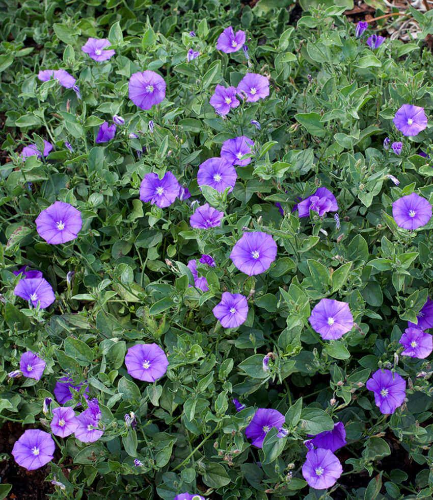 Convolvulus Sabatius Grow Organic