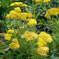 Achillea Millefolium - Little Moonshine Grow Organic