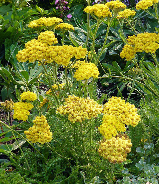 Achillea Millefolium - Little Moonshine Grow Organic