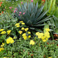 Achillea Millefolium - Little Moonshine Grow Organic