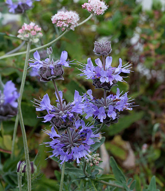 Salvia Leucophylla X Clevelandii - Pozo Blue Grow Organic