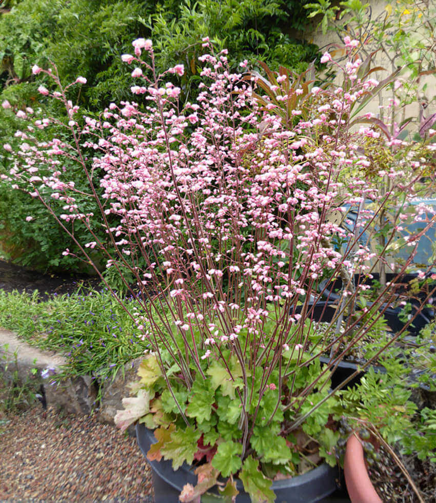 Heuchera - Rosada Annie's Annuals