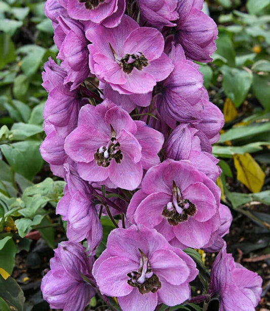 Delphinium Elatum - Dusky Maidens Grow Organic