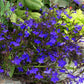 Lobelia Erinus - Monsoon Grow Organic