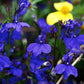 Lobelia Erinus - Monsoon Grow Organic