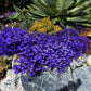 Lobelia Erinus - Monsoon Grow Organic