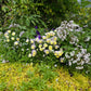 Viola - Etain Grow Organic