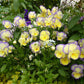 Viola - Etain Grow Organic