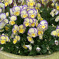 Viola - Etain Grow Organic