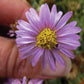 Lessingia Filaginifolia - Silver Carpet Grow Organic