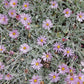 Lessingia Filaginifolia - Silver Carpet Grow Organic