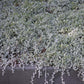 Lessingia Filaginifolia - Silver Carpet Grow Organic