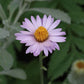 Lessingia Filaginifolia - Silver Carpet Grow Organic