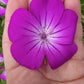 Agrostemma - Milas Grow Organic