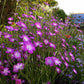 Agrostemma - Milas Grow Organic