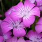 Agrostemma - Milas Grow Organic