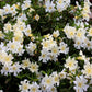 Mimulus Bifidus - White Grow Organic
