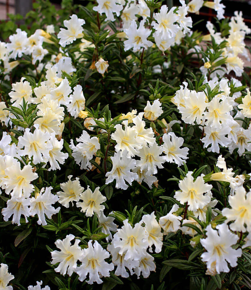 Mimulus Bifidus - White Grow Organic
