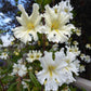 Mimulus Bifidus - White Grow Organic