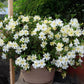 Mimulus Bifidus - White Grow Organic
