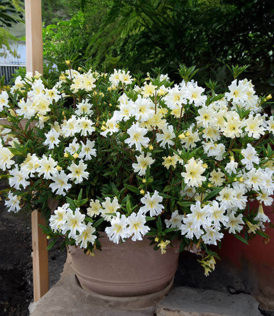 Mimulus Bifidus - White Grow Organic