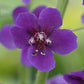 Verbascum Phoeniceum - Violetta Grow Organic