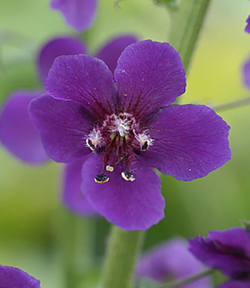 Verbascum Phoeniceum - Violetta Grow Organic