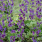 Verbascum Phoeniceum - Violetta Grow Organic
