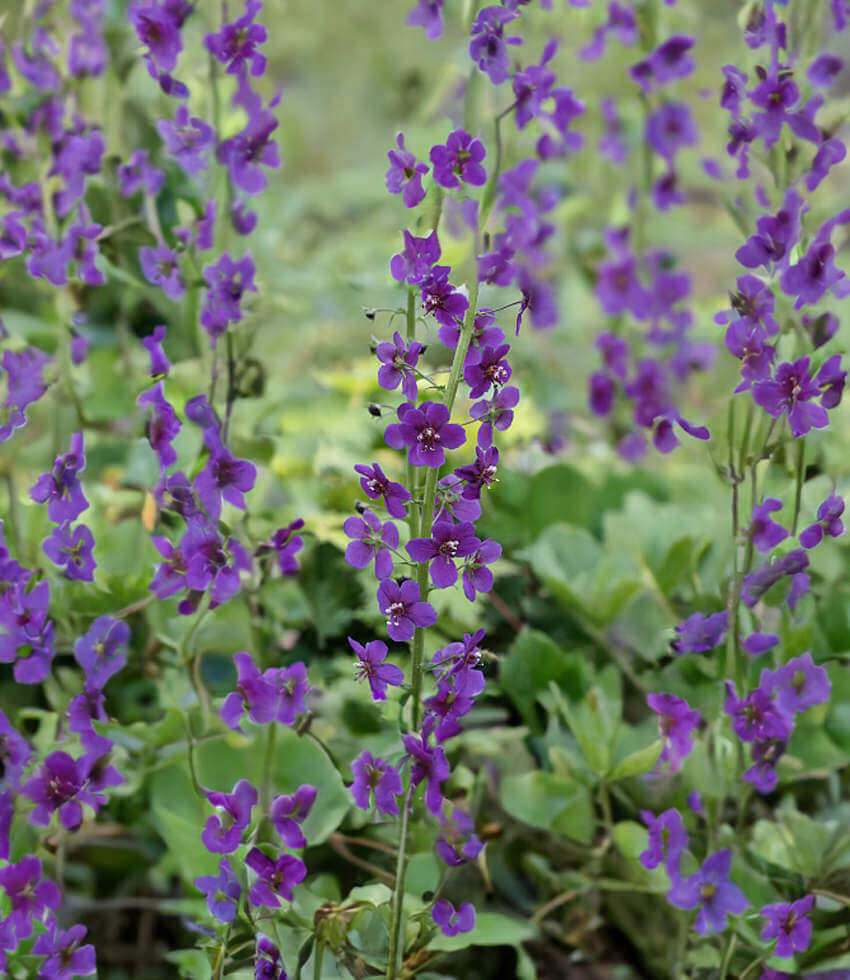 Verbascum Phoeniceum - Violetta Grow Organic