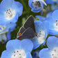 Nemophila Menziesii Grow Organic